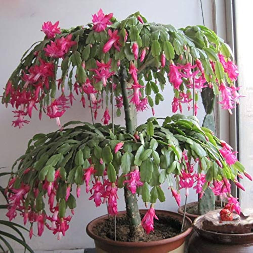 Vibrant Zygocactus Truncatus Pink Blooms in Garden