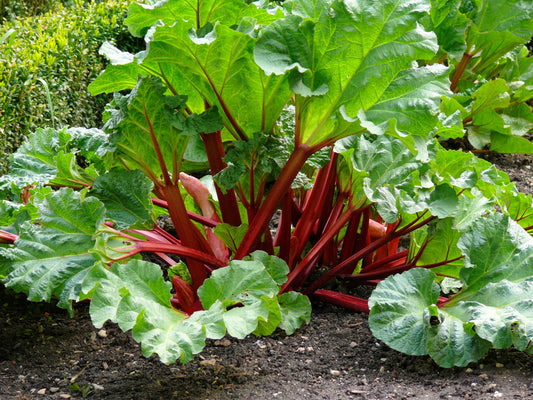 Victoria rhubarb seeds for planting