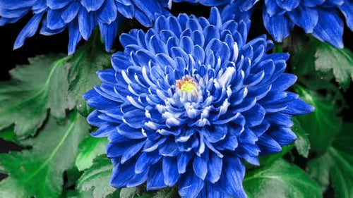 High quality Sky Blue White Chrysanthemum Flower seeds for Planting Wildflower Mix, Heirloom & GMO Free Seeds for Home Garden seeds pack