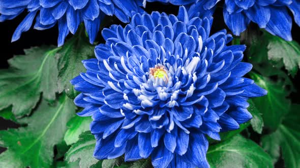 Purple Blue Chrysanthemum Flower seeds for Planting Compact Growth, Heirloom & GMO Free Seeds for Home Garden vegetable and garden seeds