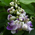 Vigna Caracalla Flower seeds for Planting Cottage Garden Essential, Heirloom & GMO Free Seeds for Home Garden seeds for planting