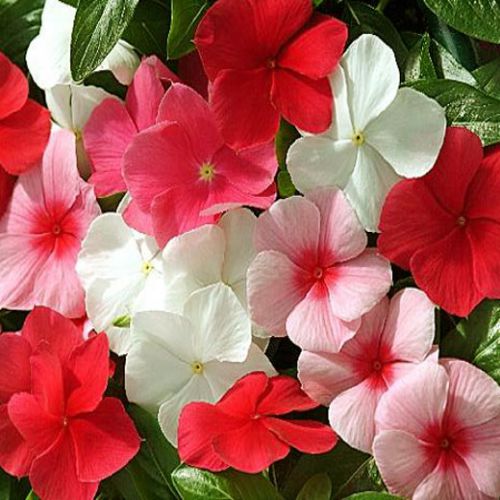 Mixed Madagascar Flower seeds for Planting Pollinator Friendly, Heirloom & GMO Free Seeds for Home Garden vegetable and garden seeds