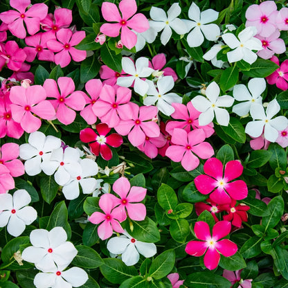 Vinca Victory Flower seeds for Planting, Sun Loving Heirloom & GMO Free Seeds for Home Garden