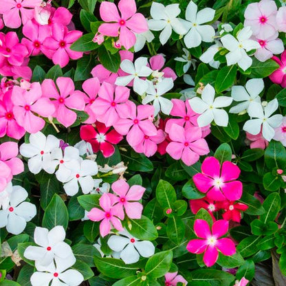 Fragrant Vinca Flower seeds for Planting Low Maintenance Heirloom & GMO Free Seeds for Home Garden