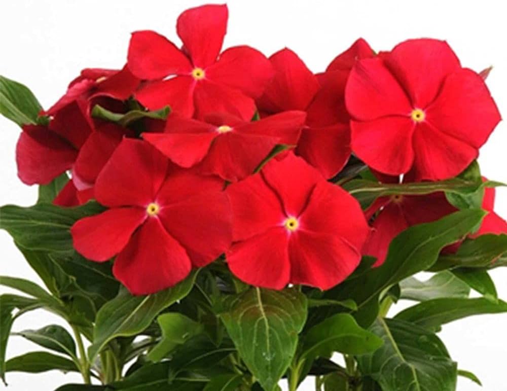 Close-up of Red Periwinkle Vinca flowers