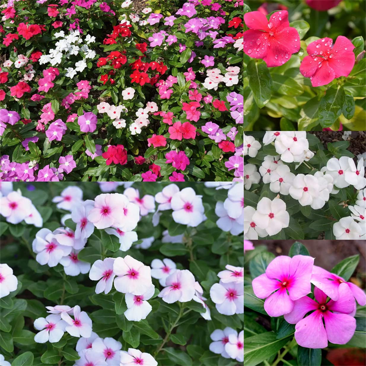 Closeup of Mixed Periwinkle Vinca Flowers