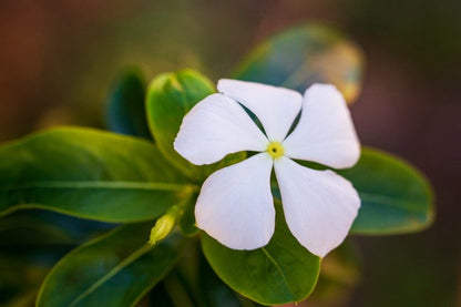 Madagascar Flower seeds for Planting Fragrant Blossoms Heirloom & GMO Free Seeds for Home Garden