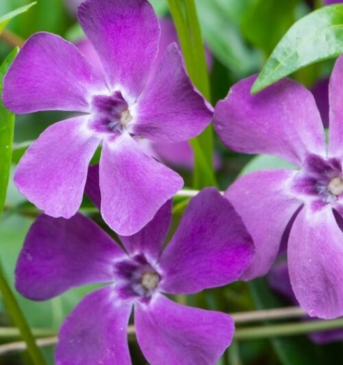 Purple Vinca Periwinkle Flower seeds for Planting Premium Quality, Heirloom & GMO Free Seeds for Home Garden vegetable and garden seeds