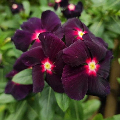 Vinca Flower seeds for Planting Premium Quality Heirloom & GMO Free Seeds for Home Garden