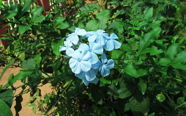 How to Grow Light Blue Vinca Flowers