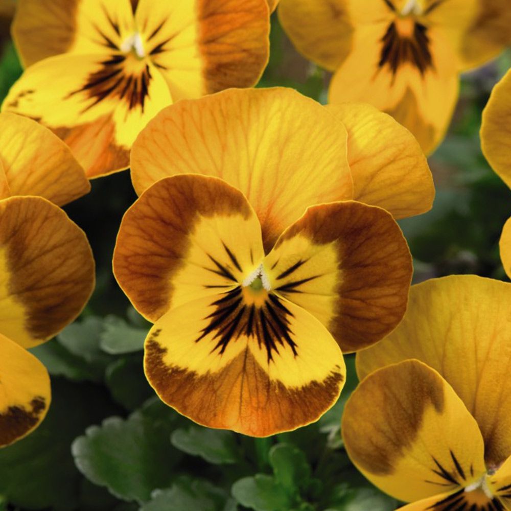 Pansies Flower seeds for Planting Easy to Grow Heirloom & GMO Free Seeds for Home Garden