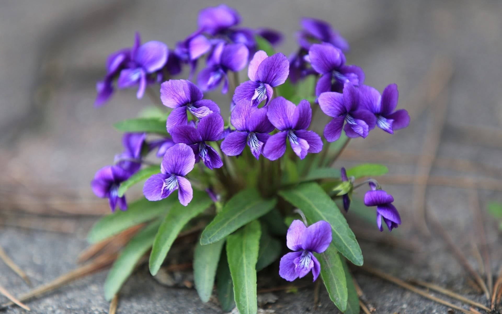 Blue Viola Mandshurica Flower seeds for Planting Easy to Grow, Heirloom & GMO Free Seeds for Home Garden vegetable and garden seeds