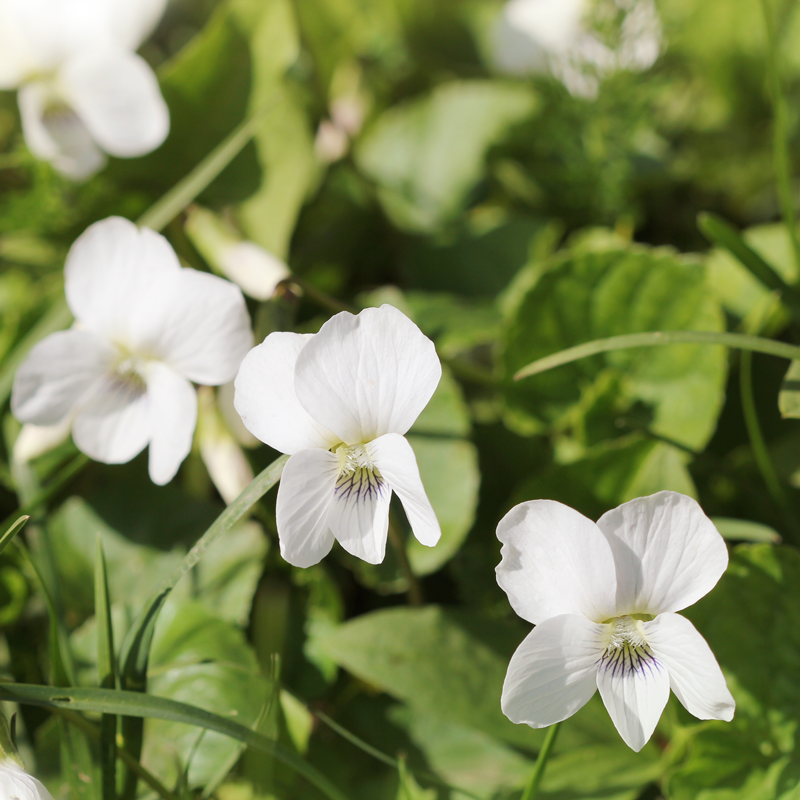 Viola Alba Flower seeds for Planting Wildflower Mix Heirloom & GMO Free Seeds for Home Garden
