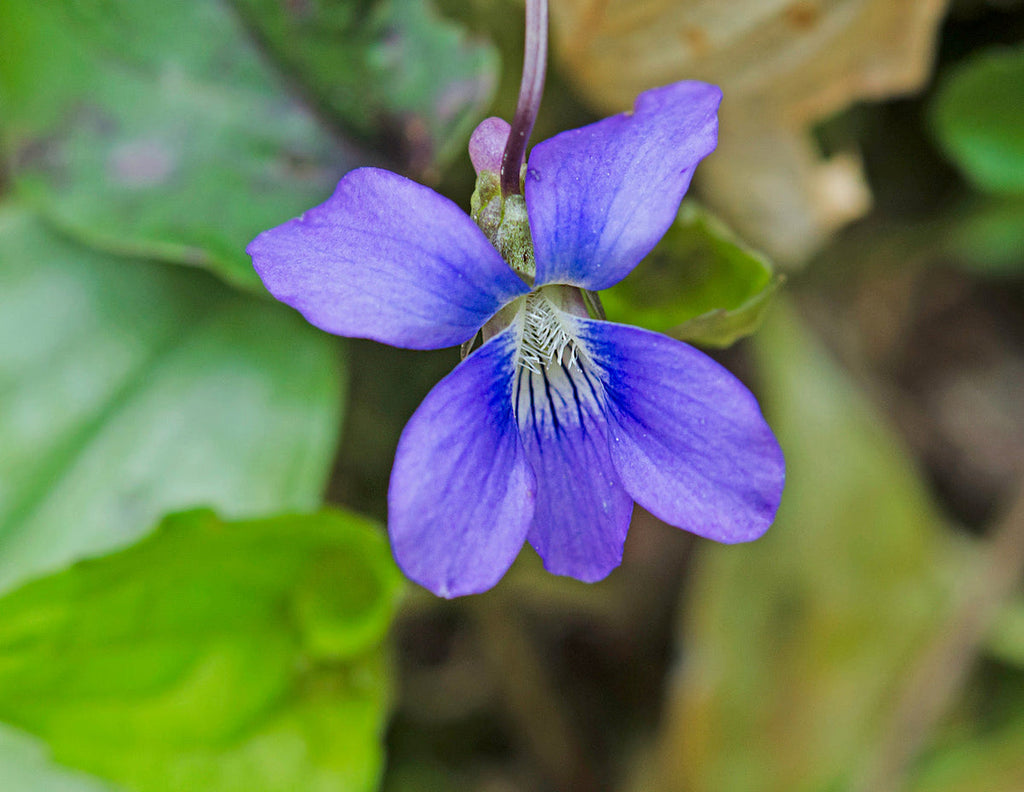 Viola sororia Flower seeds for Planting Compact Growth, Heirloom & GMO Free Seeds for Home Garden seeds for planting