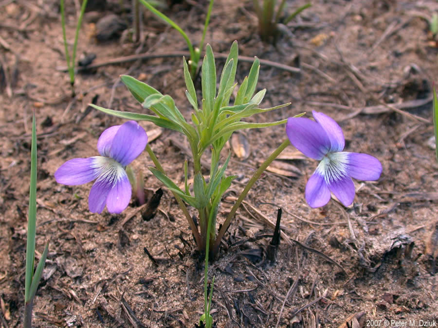 Prairie Viola Flower seeds for Planting, Drought Tolerant Heirloom & GMO Free Seeds for Home Garden