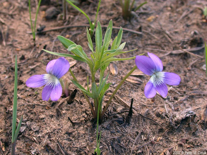 Prairie Viola Flower seeds for Planting, Drought Tolerant Heirloom & GMO Free Seeds for Home Garden
