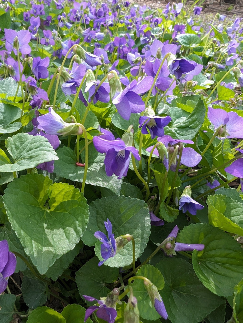 High quality Viola sororia Flower seeds for Planting Compact Growth, Heirloom & GMO Free Seeds for Home Garden seeds pack