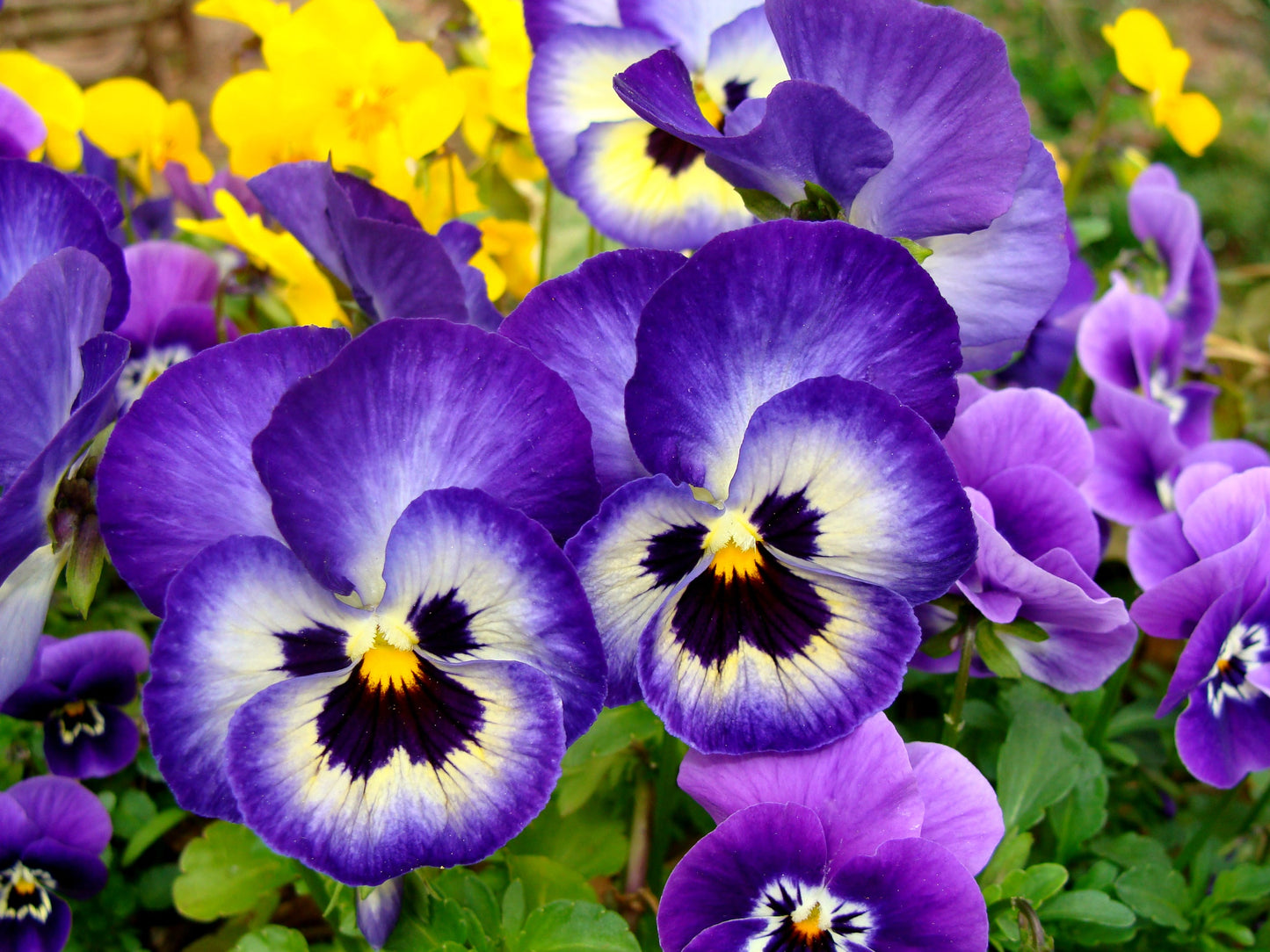 Pansy Flower seeds for Planting Cut Flower Favorite Heirloom & GMO Free Seeds for Home Garden