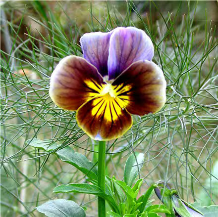 Chocolate Perennial Flower seeds for Planting Drought Tolerant Heirloom & GMO Free Seeds for Home Garden