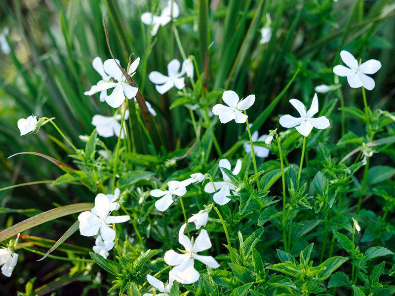 Viola Alba Flower seeds for Planting Wildflower Mix Heirloom & GMO Free Seeds for Home Garden