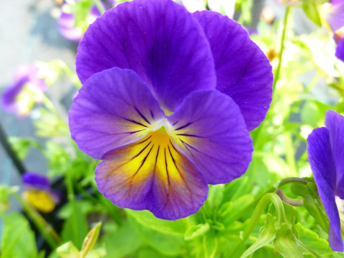 Viola Flower seeds for Planting Hardy Variety Heirloom & GMO Free Seeds for Home Garden