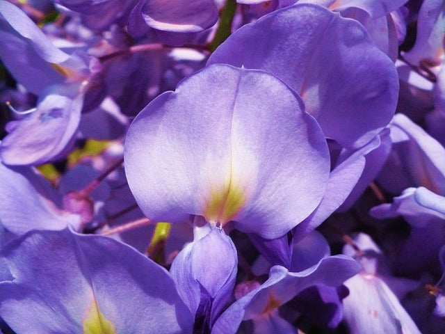 Violet Acacia Perennial Flower Seeds for Planting