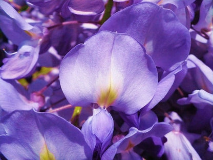 Violet Acacia Perennial Flower Seeds for Planting