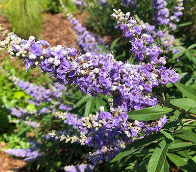 Close-Up of Violet Agnus Tree Flowers and Leaves