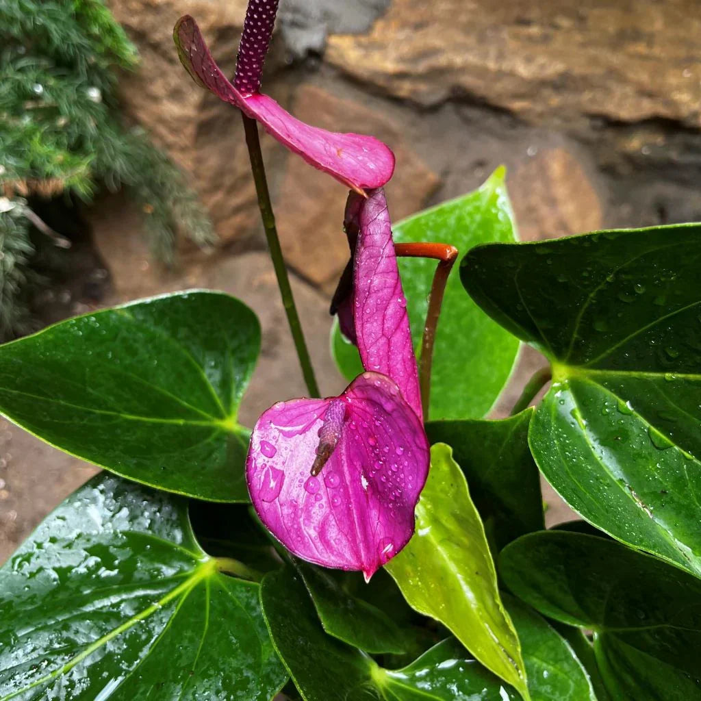 Violet Anthurium Linden Flower Seeds for Elegant Garden Planting
