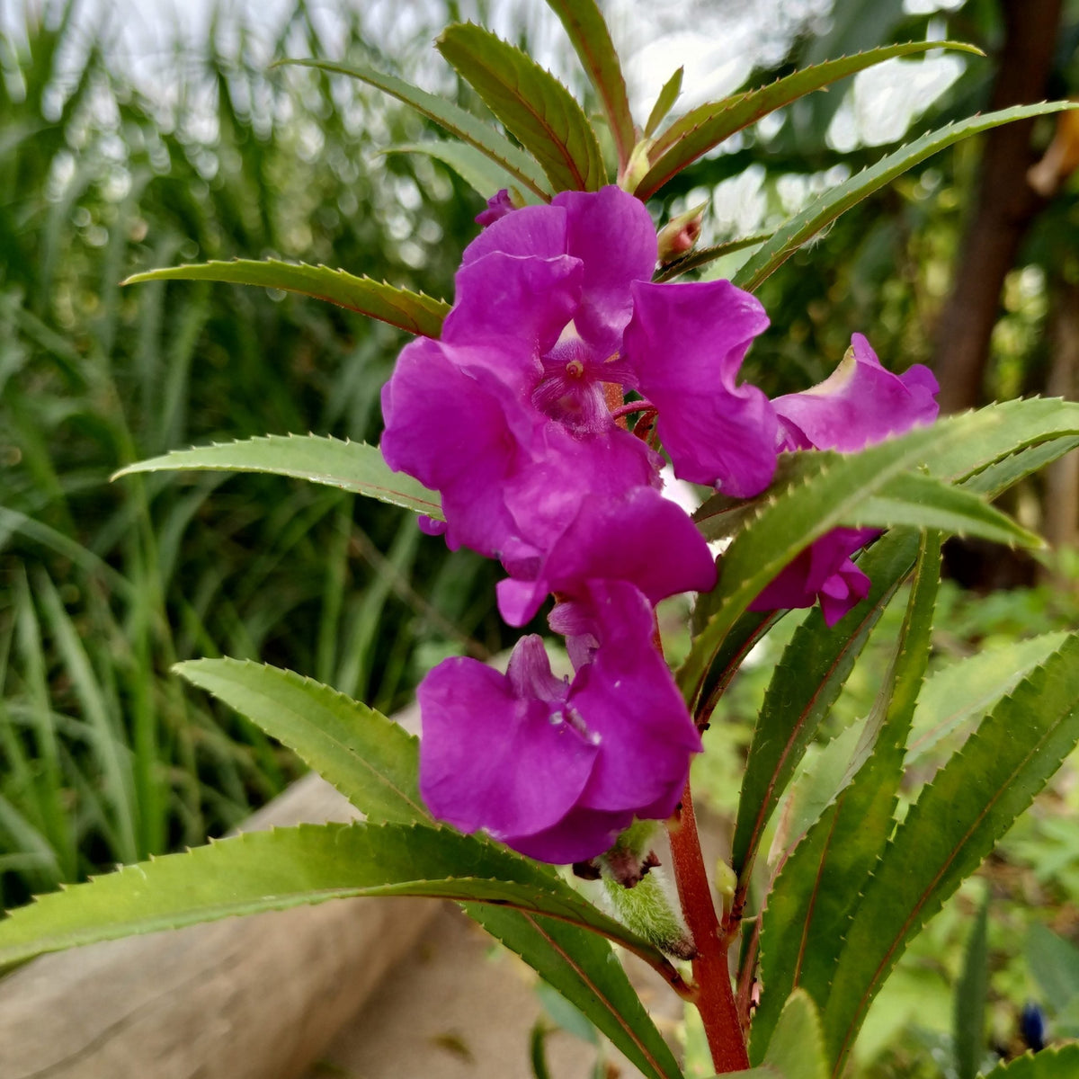 Violet Balsam Flower Seeds for Planting