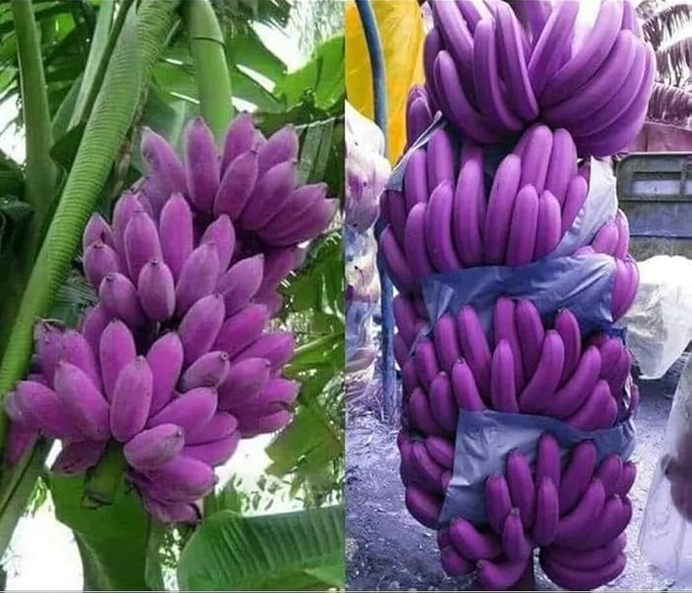 Violet banana seeds for planting tropical banana plants