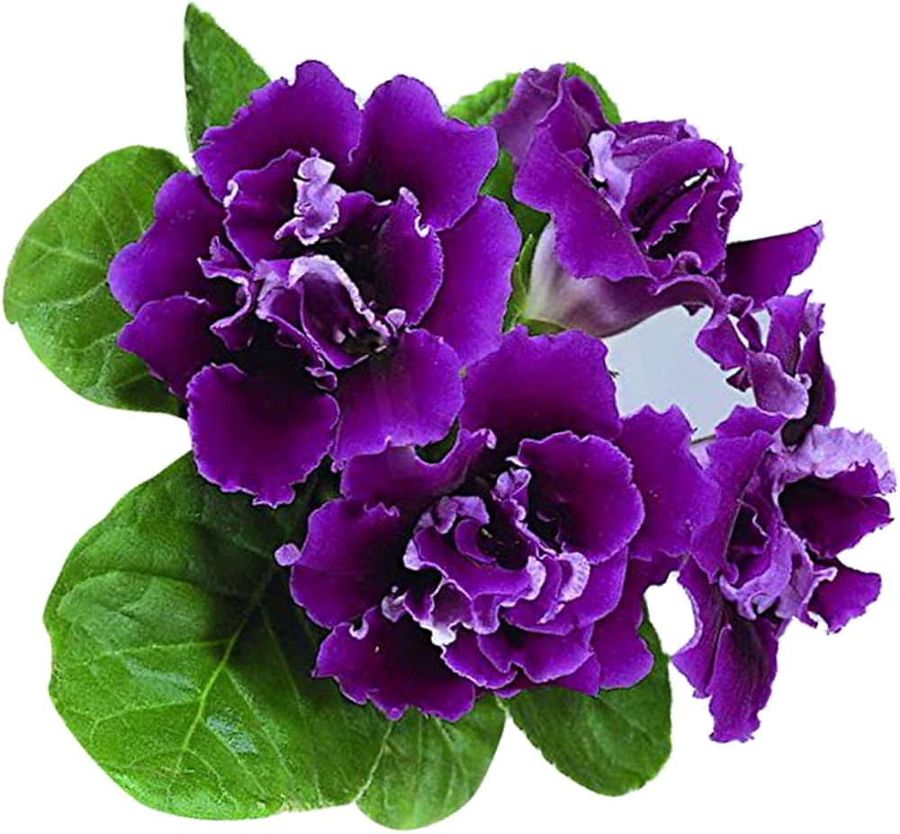 Violet Dark Gloxinia Flower Seeds for Planting