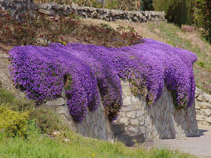 Violet Rock Cress Seeds for Planting