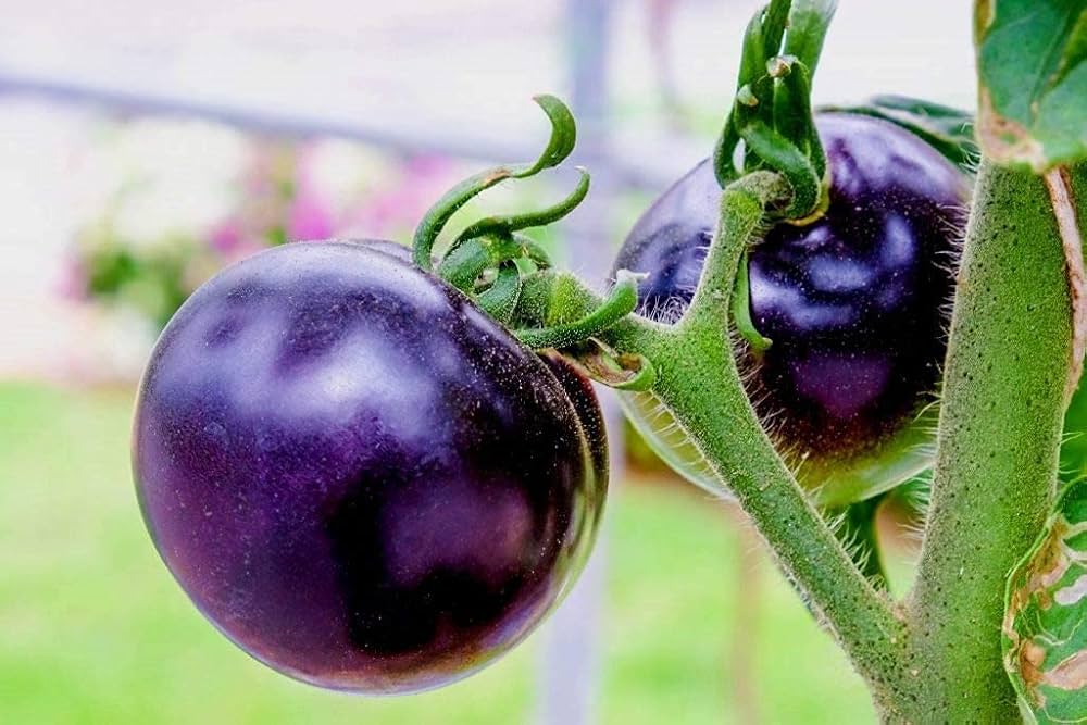 Freshly harvested violet tomatoes from garden