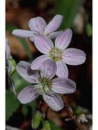 Virginia Spring Beauty seeds thriving in a shaded woodland garden