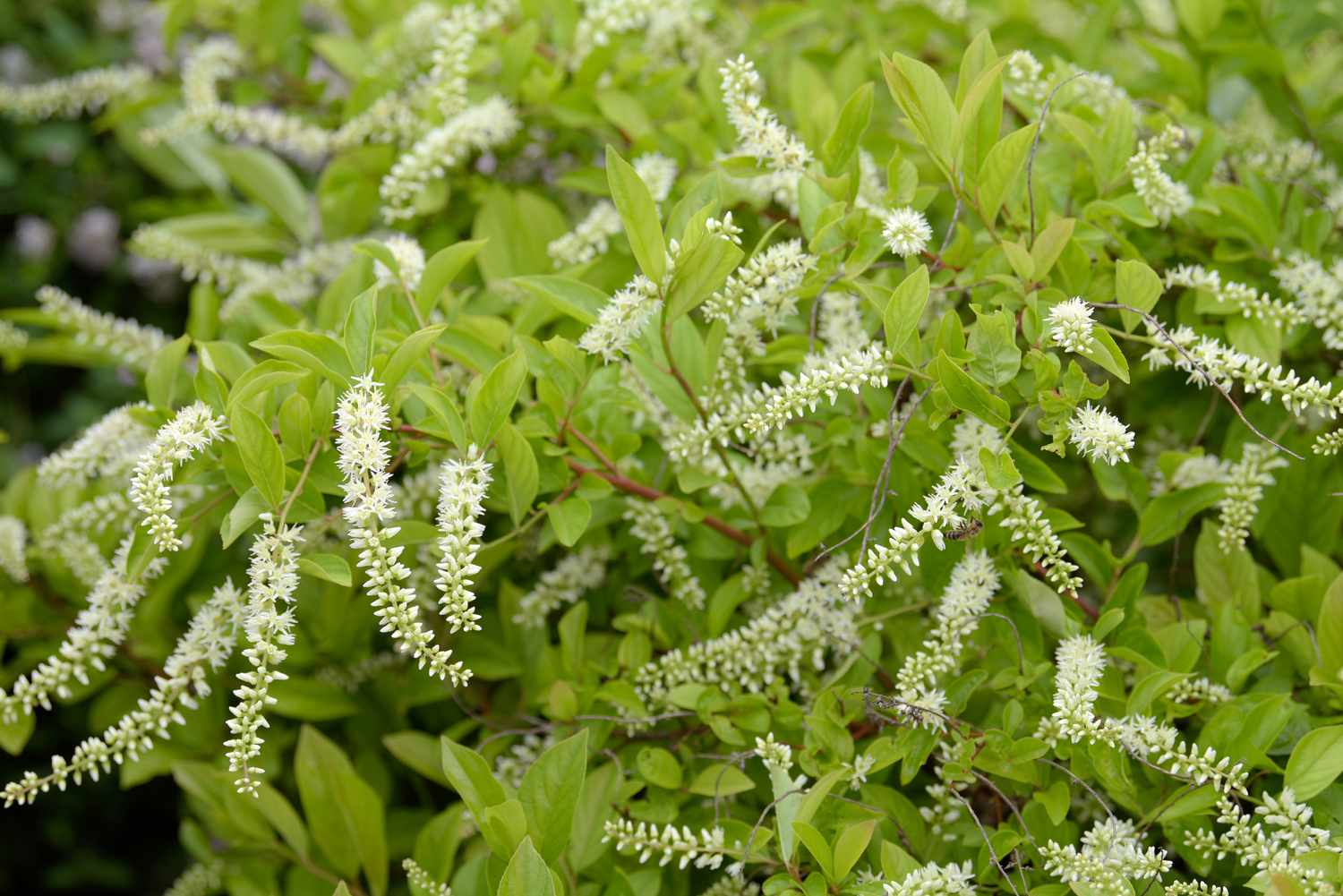 Premium White Sweetspire Flower seeds for Planting Sun Loving, Heirloom & GMO Free Seeds for Home Garden seeds
