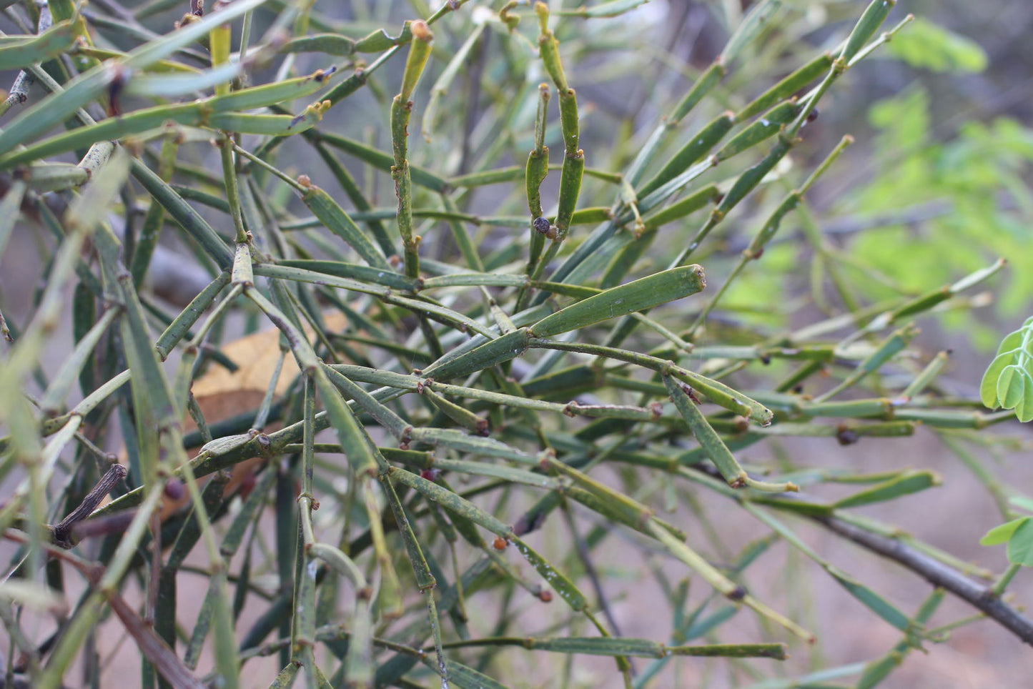 Viscum Articulatum Mistletoe Seeds for Planting