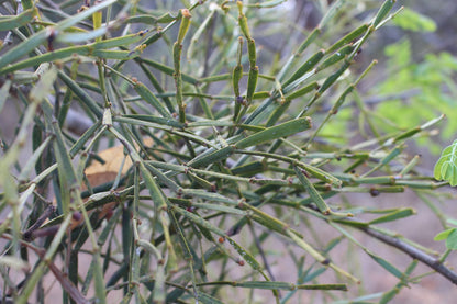 Viscum Articulatum Mistletoe Seeds for Planting