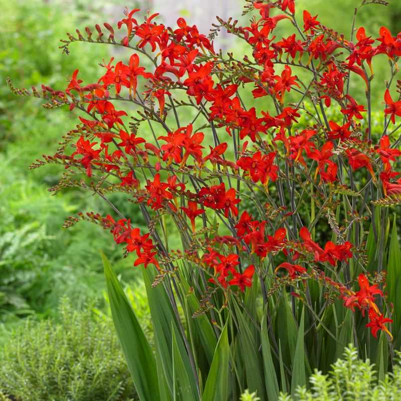 Crocosmia Lucifer Flower seeds for Planting Perfect for Borders Heirloom & GMO Free Seeds for Home Garden