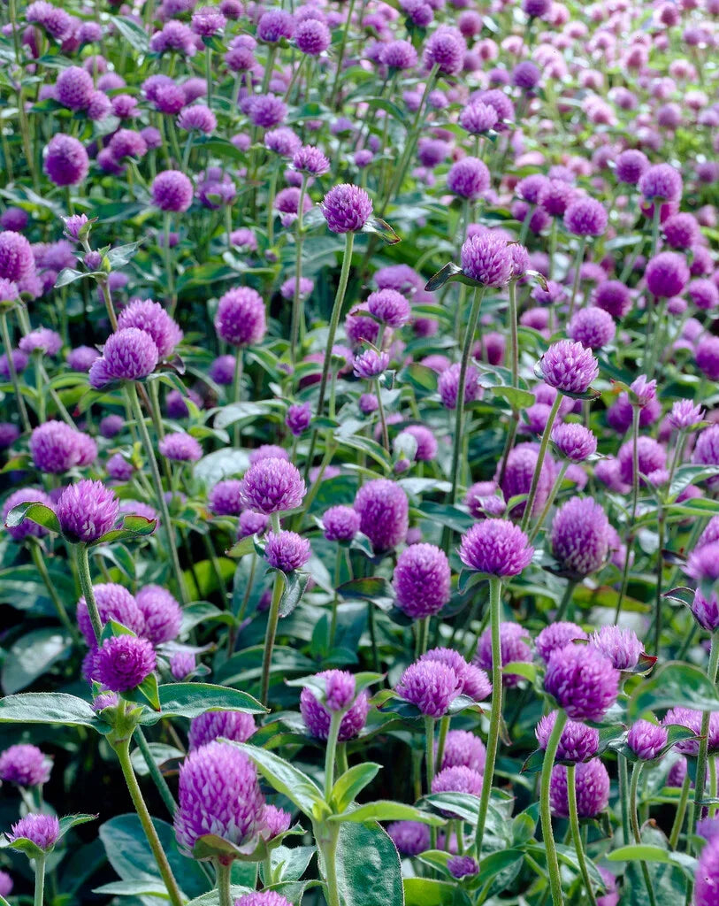 Globosa Flower seeds for Planting Vibrant Colors Heirloom & GMO Free Seeds for Home Garden