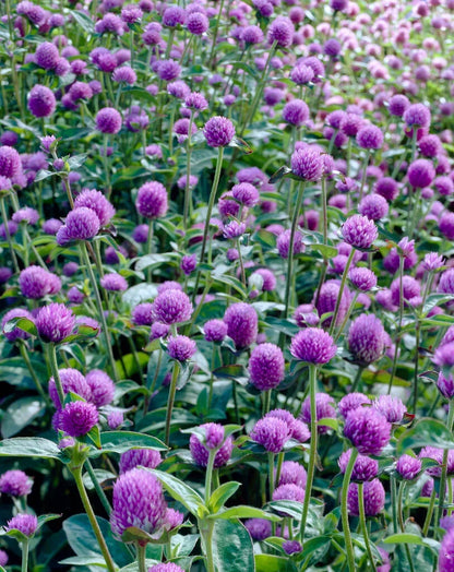 Globosa Flower seeds for Planting Vibrant Colors Heirloom & GMO Free Seeds for Home Garden