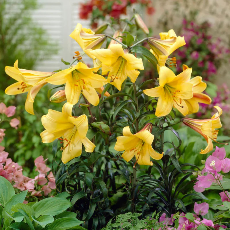 Heirloom (Heirloom Hippeastrum) seeds for planting in home garden
