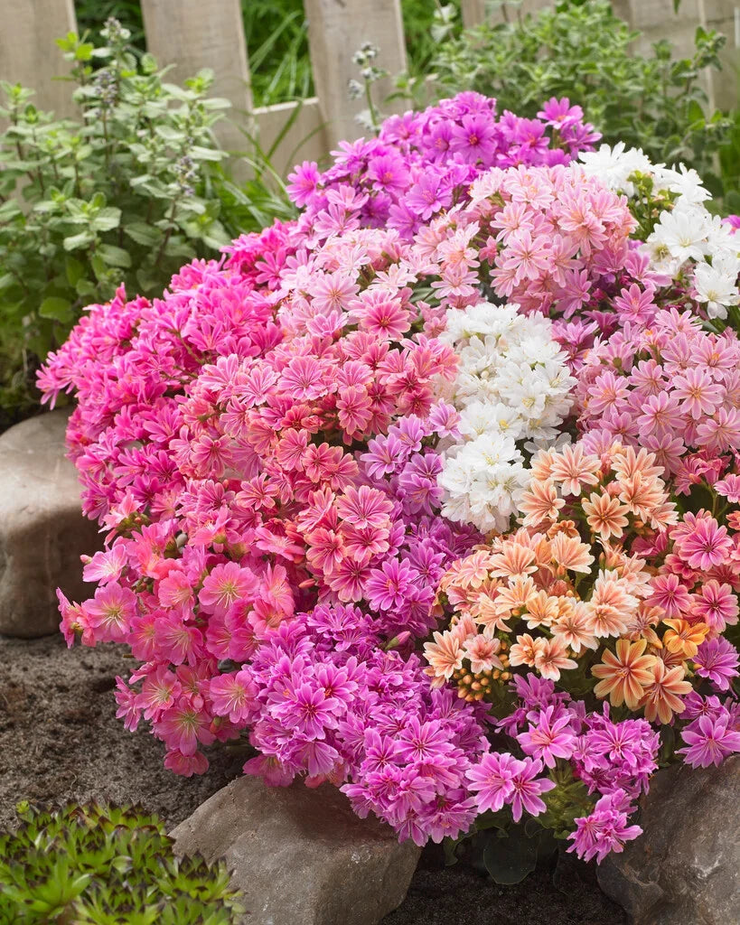 Heirloom Lewisia Flower seeds for Planting Drought Tolerant Heirloom & GMO Free Seeds for Home Garden