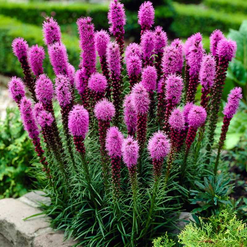 Pink Blazing Stars Flower seeds for Planting Wildflower Mix, Heirloom & GMO Free Seeds for Home Garden seeds for planting