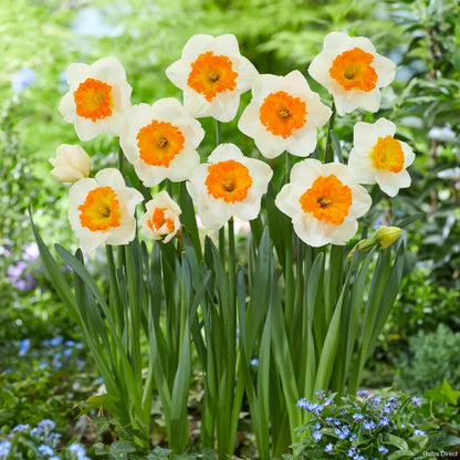 White And Orange Daffodil Seeds For Planting