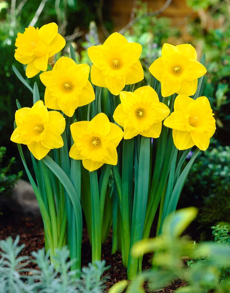 High quality Thick Yellow Narcissus Flower seeds for Planting Cottage Garden Essential, Heirloom & GMO Free Seeds for Home Garden seeds pack