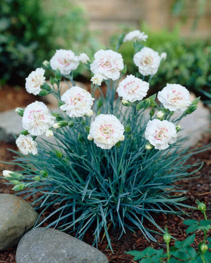 Carnation Dianthus Flower seeds for Planting, Cottage Garden Essential Heirloom & GMO Free Seeds for Home Garden