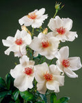 White Winged Flower seeds for Planting Cottage Garden Essential, Heirloom & GMO Free Seeds for Home Garden seeds for planting