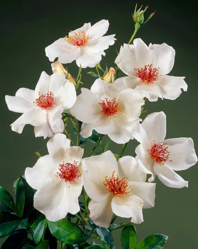 White Winged Flower seeds for Planting Cottage Garden Essential, Heirloom & GMO Free Seeds for Home Garden seeds for planting