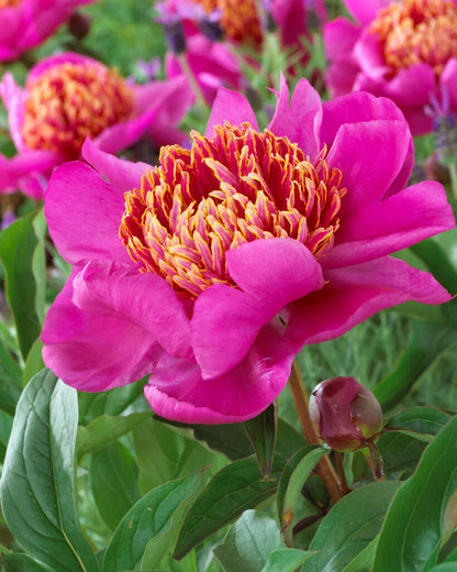 Walter Mains Flower Seeds For Planting - Add Vibrant Pink & Yellow Blooms To Your Garden